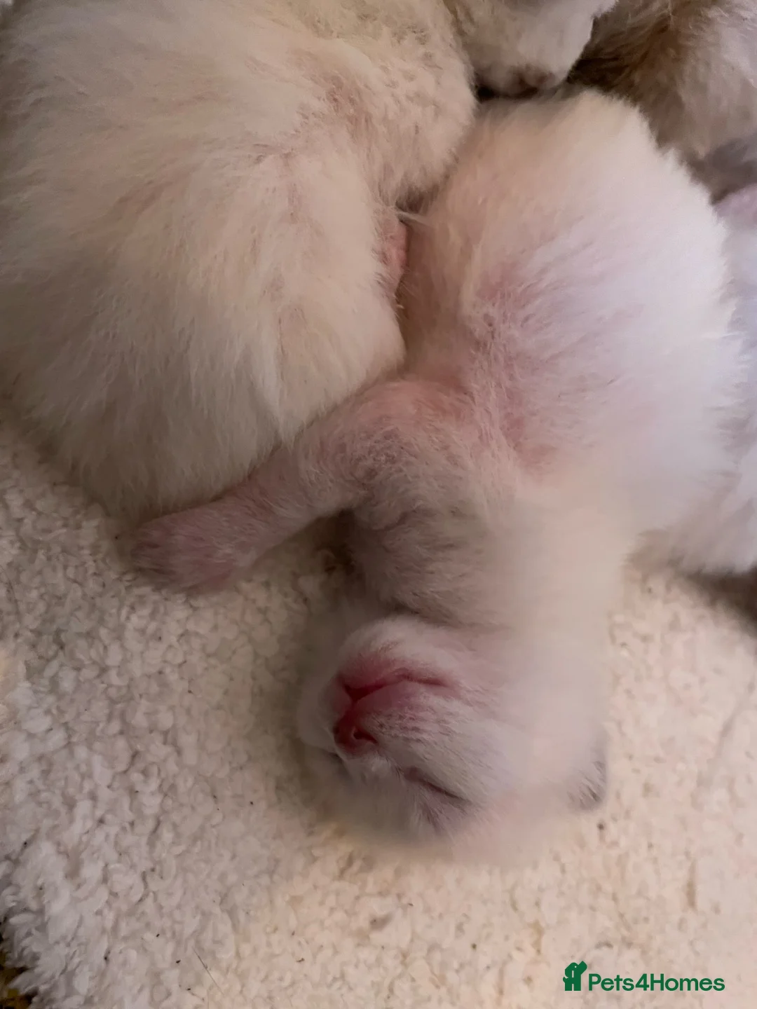 Ragdoll cats for stud: Stud Muffin in Ilkeston - Advert 26