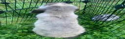 Netherland Dwarf rabbits for sale: URGENT 1 LEFT - Advert 8