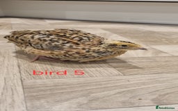 Quail poultry for sale: Coturnix quail three week old (not sexed)  - Image 10