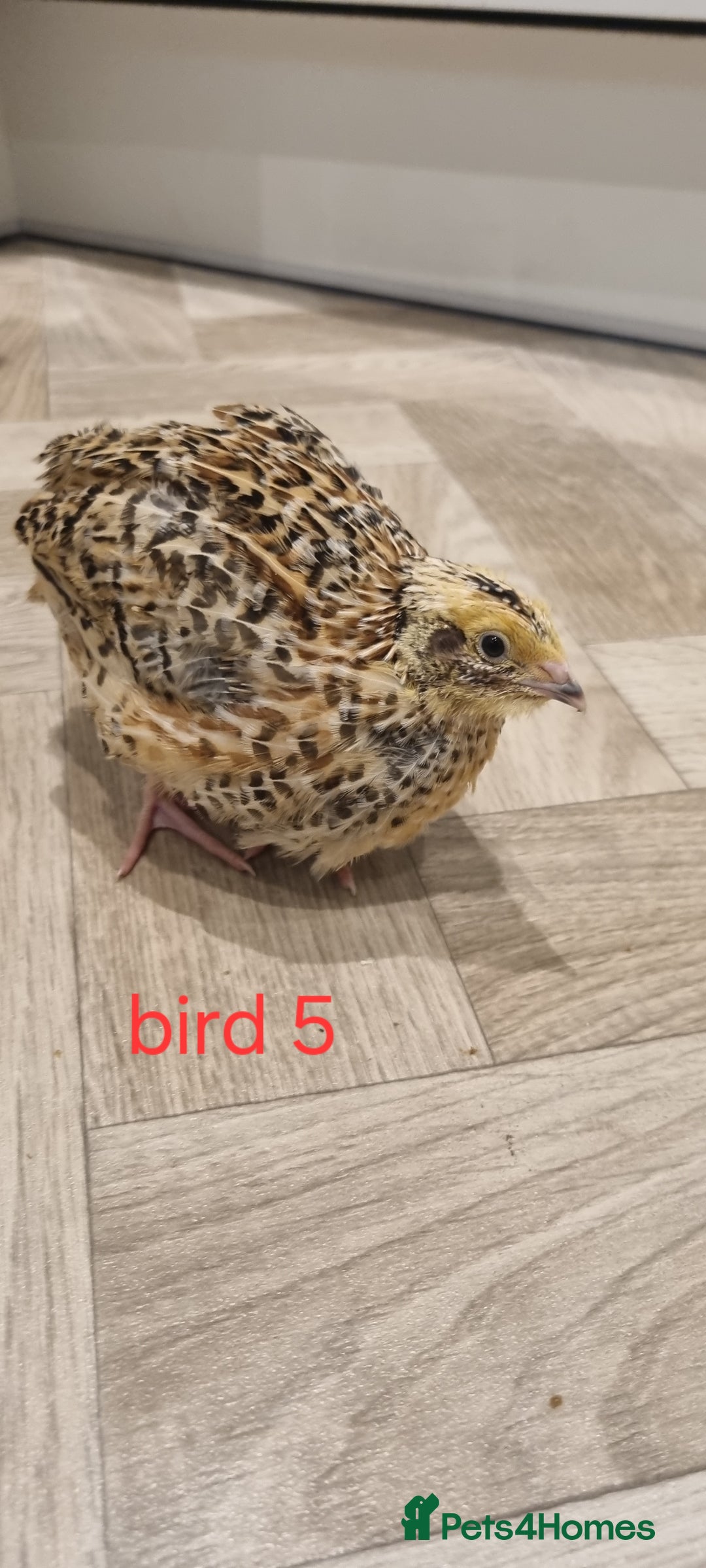 Quail poultry for sale: Coturnix quail three week old (not sexed)  - Image 10