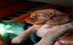 Cocker Spaniel dogs for sale: Stunning beautifully coloured Cocker Spaniel girl. - Image 1