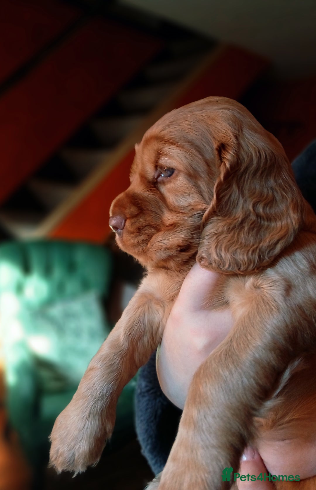 Cocker Spaniel dogs for sale: Stunning beautifully coloured Cocker Spaniel girl. - Image 1