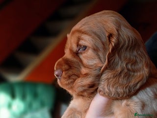 Cocker Spaniel dogs - Advert 5