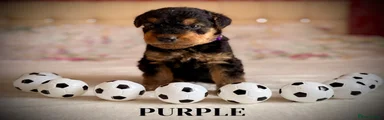 Airedale Terrier 5