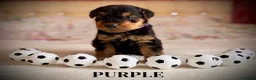 Airedale Terrier dogs for sale: ADORABLE AIREDALE PUPS FROM 5 ⭐️ LICENSED BREEDER - Advert 11
