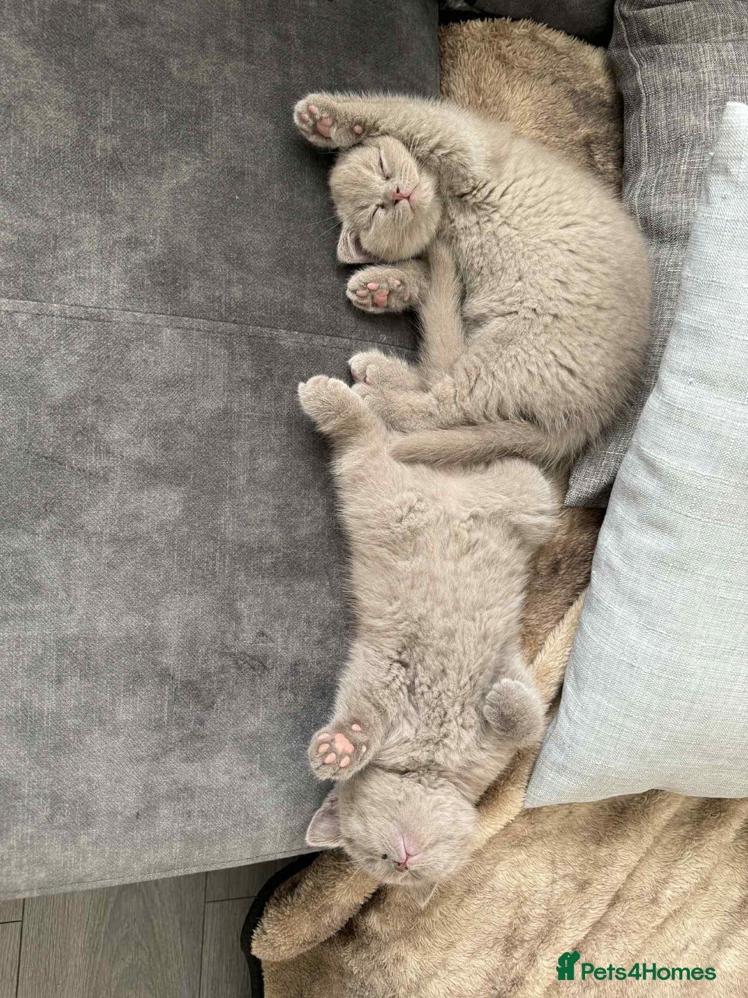 British Shorthair cats for sale: Wonderful, fluffy kittens - Advert 23