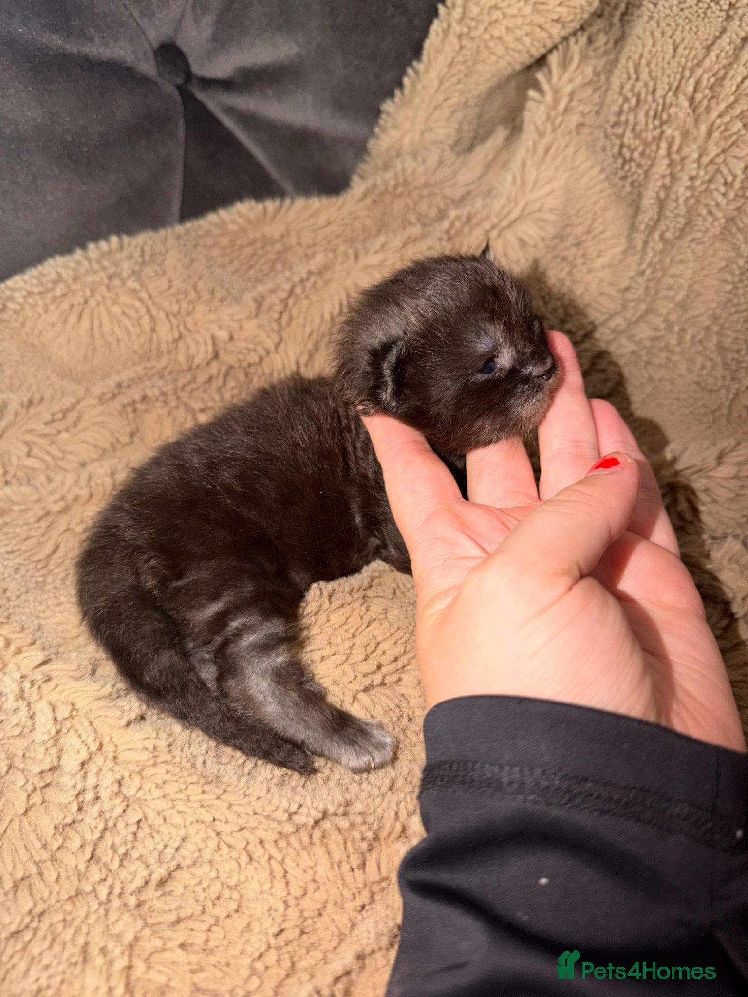 Maine Coon cats Giant mainecoon Babies 🥹 - Advert 2