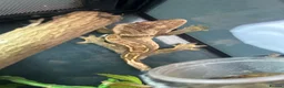 Gecko reptiles for sale: Crested Gecko & Tank - Advert 3