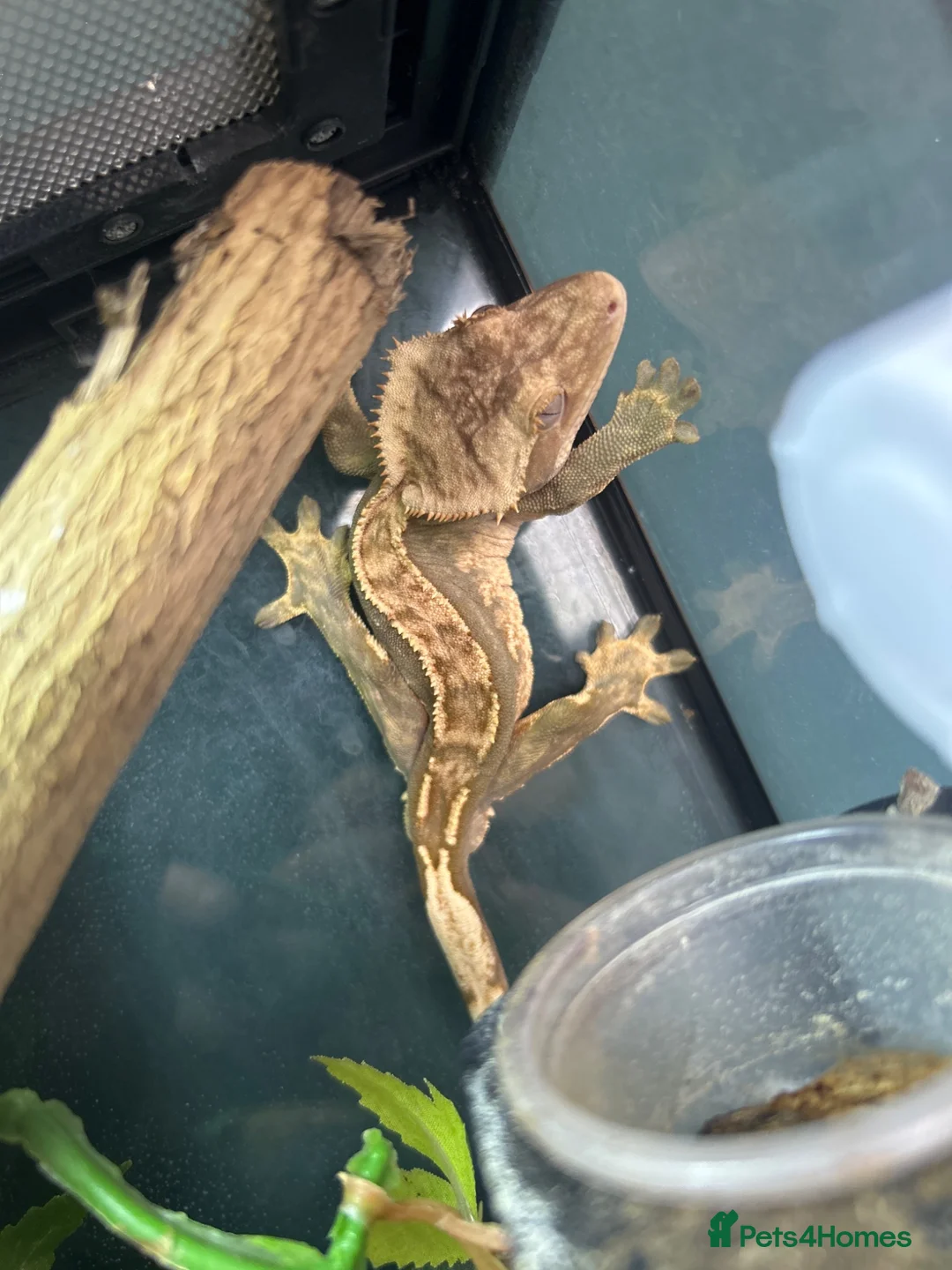 Gecko reptiles for sale: Crested Gecko & Tank - Advert 3