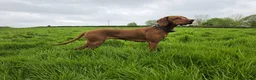 Hungarian Vizsla dogs for sale: **KC REGISTERED PUPPIES *Import Lines & Low COI** in Newark - Advert 2