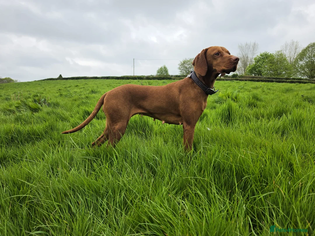 Hungarian Vizsla dogs for sale: **KC REGISTERED PUPPIES *Import Lines & Low COI** in Newark - Advert 2
