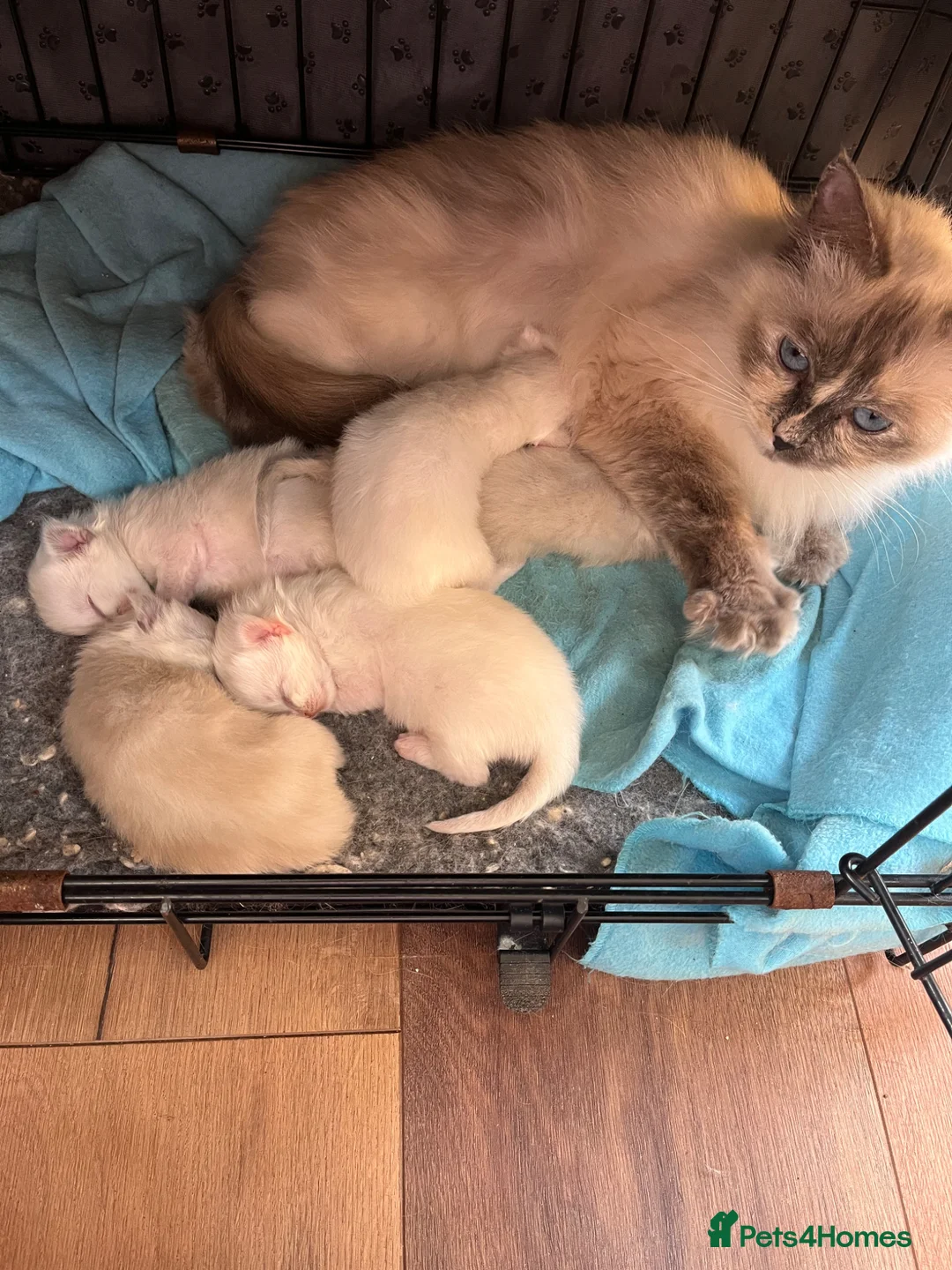 Ragdoll cats for sale: Beautiful Ragdoll kittens  - Advert 2
