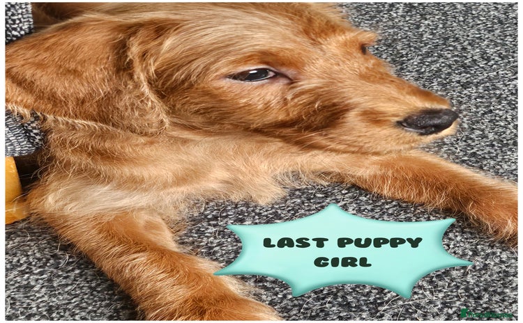 Labradoodle dogs - Advert 2
