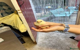 Chickens poultry for sale: Large Fowl Hybrid Chicks For Sale. Day olds  - Image 11