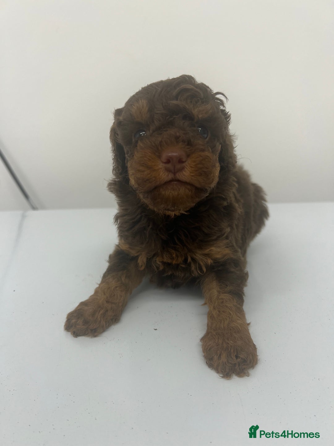 Cockapoo dogs for sale: ** Stunning, healthy, boys ** - Advert 7