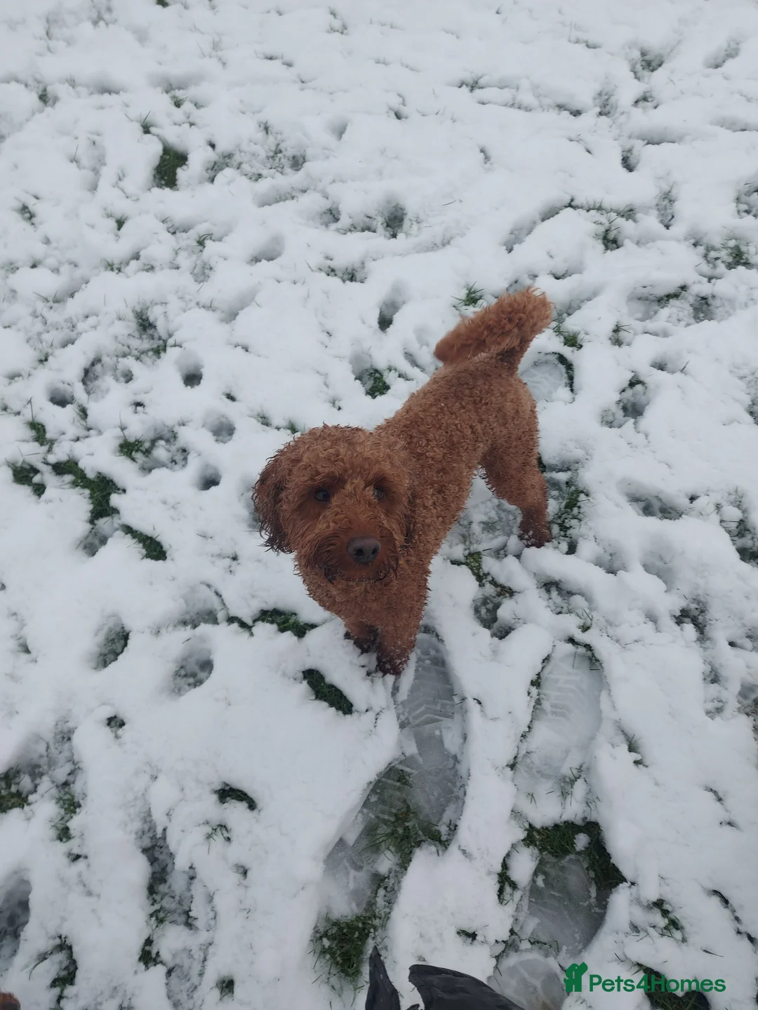 Miniature Poodle dogs for stud: OUR BARRY-KC REGISTERED MINIATURE POODLE FOR STUD in Preston - Advert 21