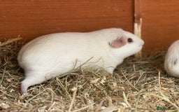 Guinea Pig rodents for sale: Beautiful mix of female Guineapigs  - Image 5