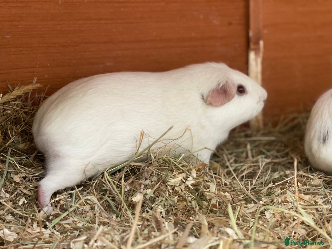 Guinea Pig rodents for sale: Beautiful mix of female Guineapigs  - Image 5