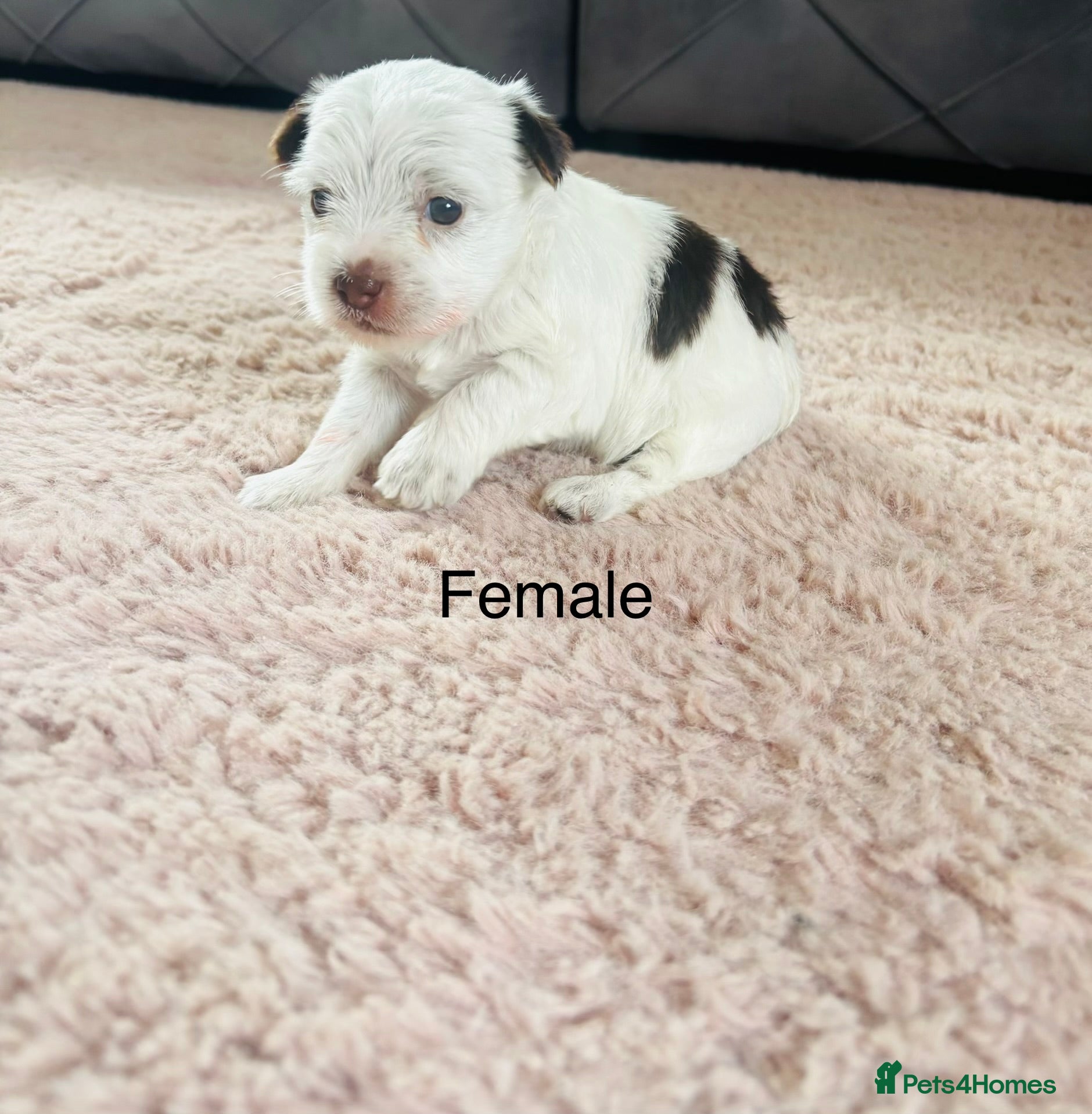 Yorkshire Terrier dogs for sale: Beautiful biewer Yorkshire terrier - Advert 6