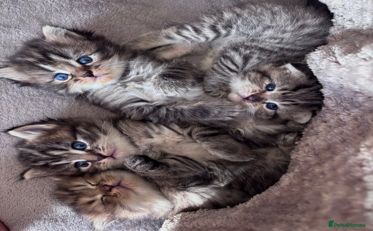 Mixed Breed cats - Advert 4