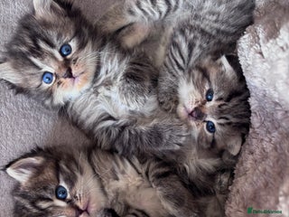 Mixed Breed cats - Advert 14