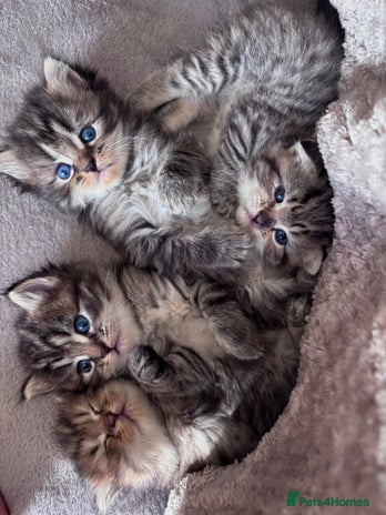 Mixed Breed cats - Advert 5