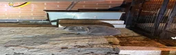 Mini Lop rabbits for sale: Two sisters mini lop must be sold together  in Alfreton - Advert 10