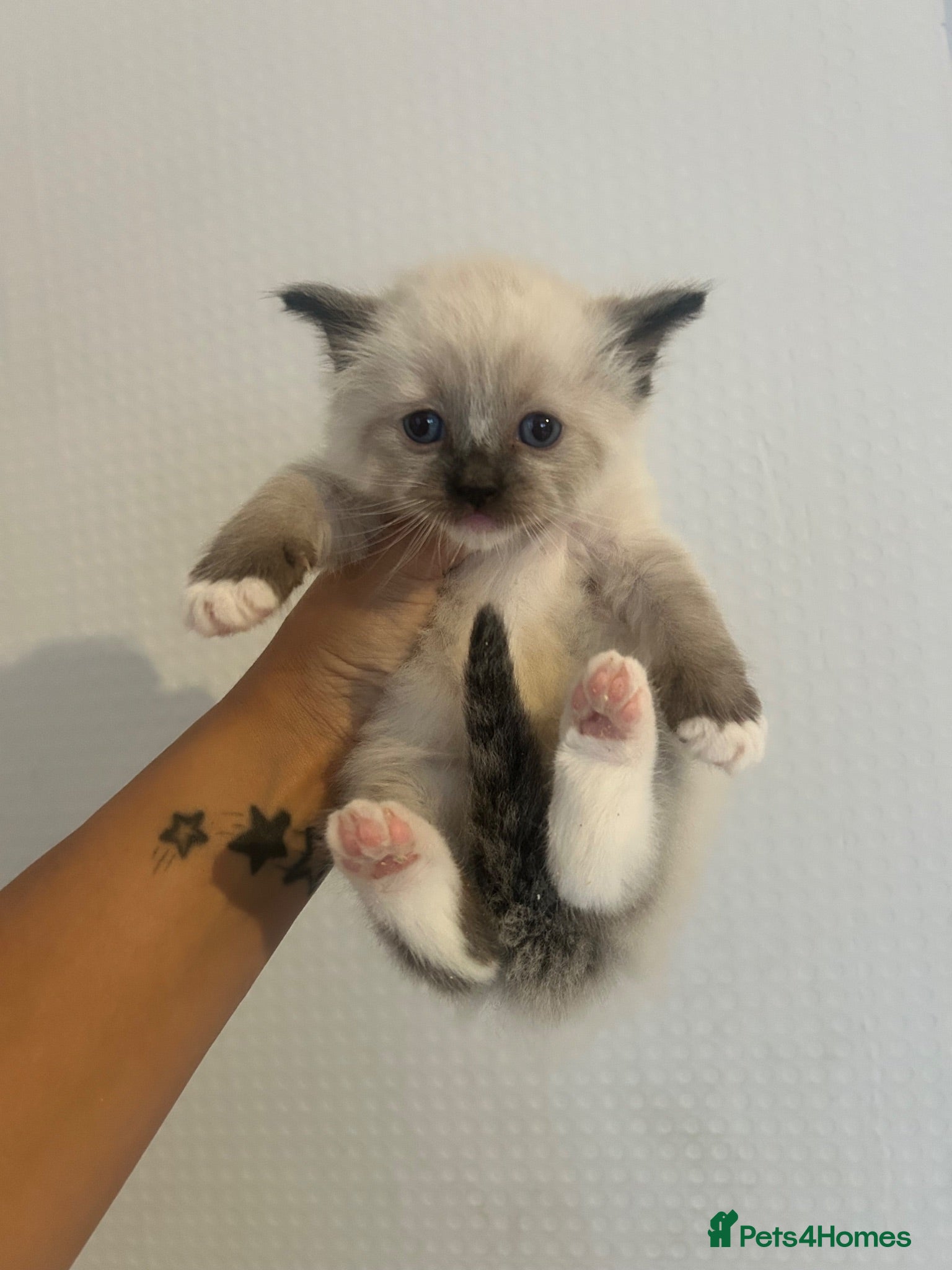Ragdoll cats Ragdoll kittens for reservation 🫶 - Advert 13