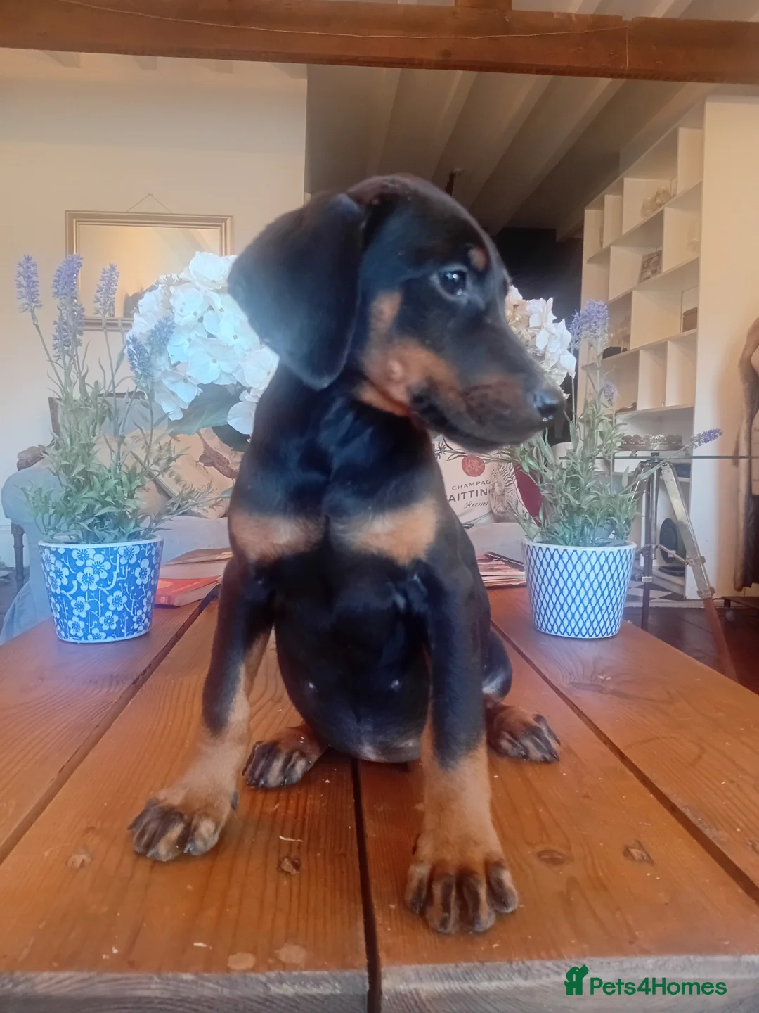 Dobermann dogs for sale: Stretford Dobermans pure bred large Dobermans  - Advert 2