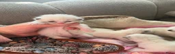 Ragdoll cats for sale: 5 Stunning Ragdoll dolls  - Advert 20