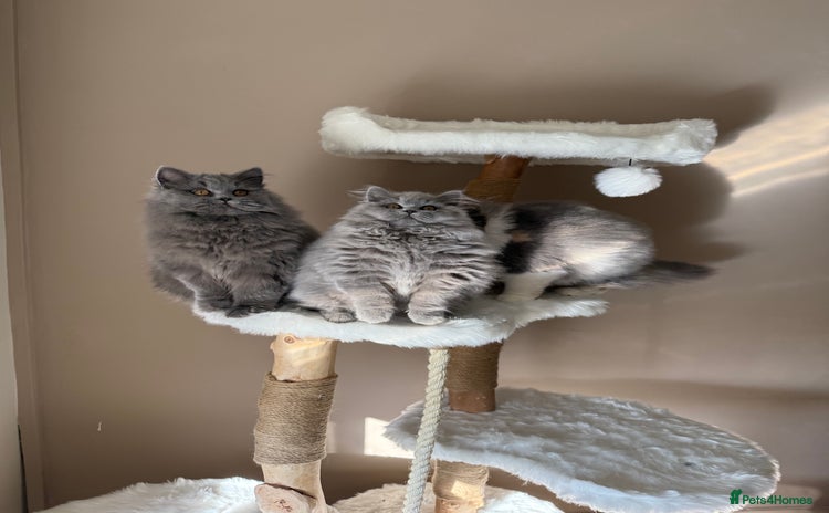 British Shorthair cats - Advert 1