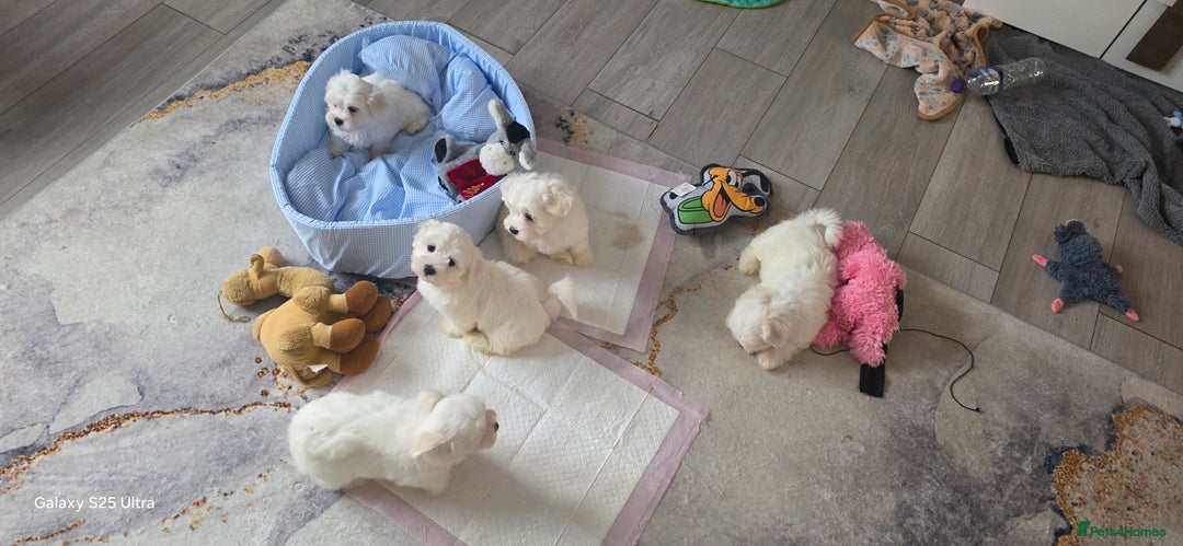 Maltese dogs for sale: Lovely Maltese Puppies - Image 10