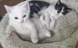 Mixed Breed cats for sale: Siberian cross ready to go!!! - Image 11