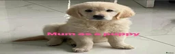 Golden Retriever dogs for sale: Our Beautifil KC registered Golden Retriever   in Leeds - Advert 10