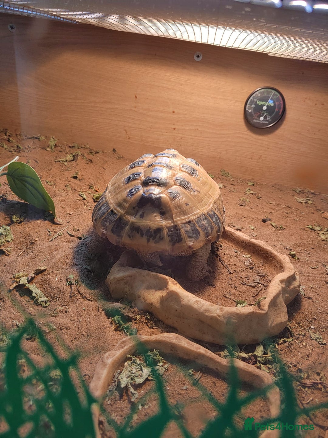 Tortoise reptiles for sale: Russian Tortoise  - Advert 5
