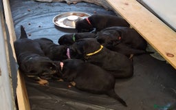 Mixed Breed dogs for sale: Luna pups - Image 10