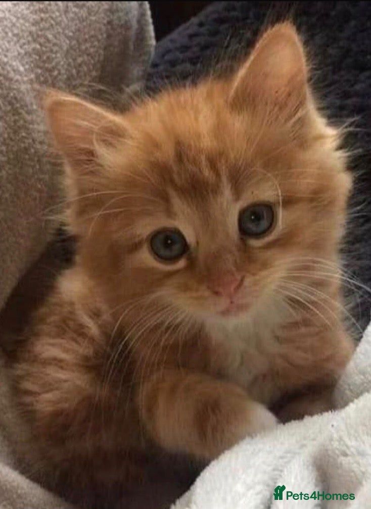 Mixed Breed cats Cute kittens - Advert 11