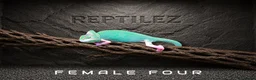 Chameleon reptiles for sale: CHAMELEONS - Advert 7