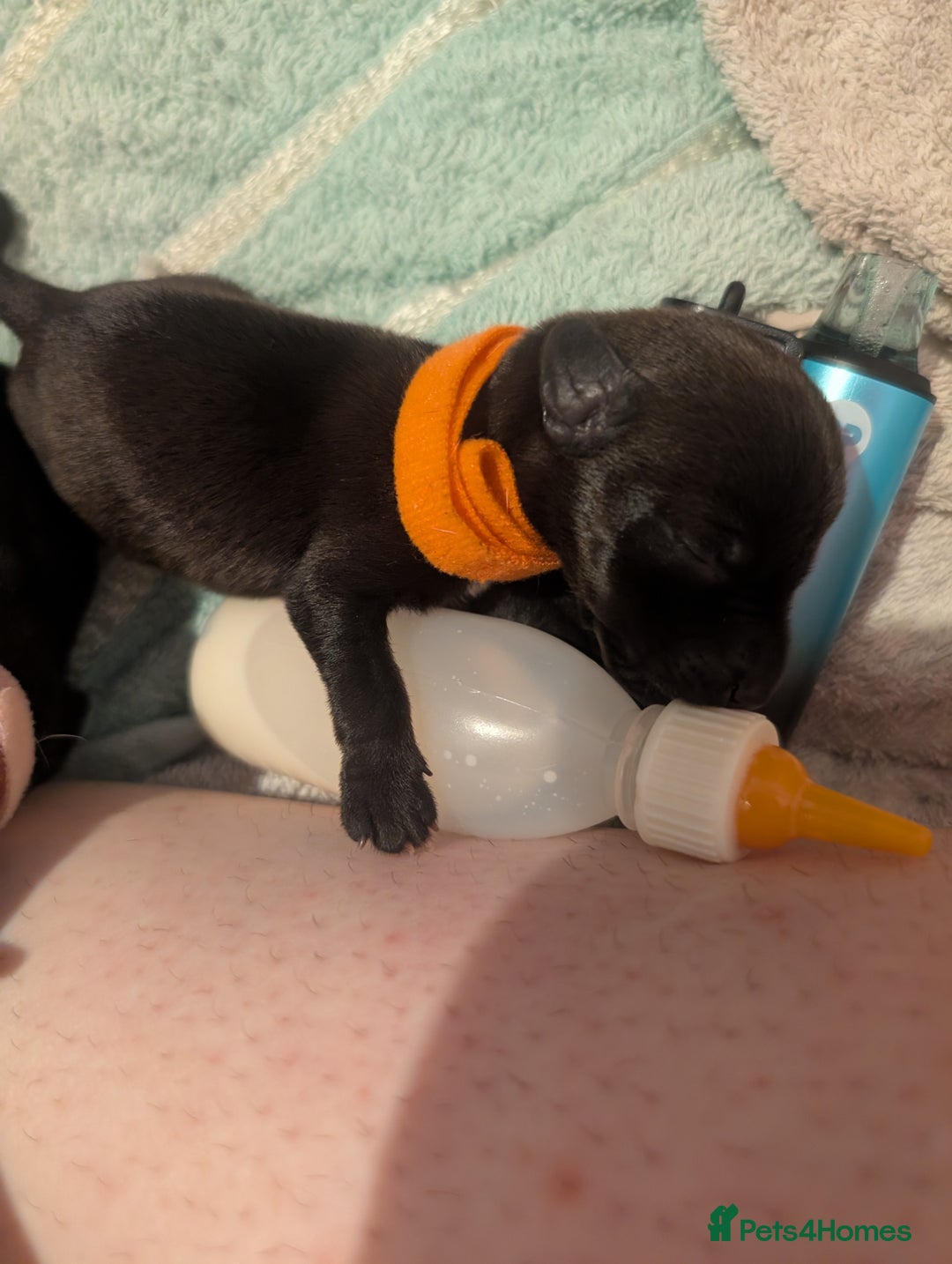 Mixed Breed dogs for sale: Doxie-Dales  - Image 28