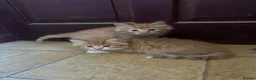 Mixed Breed cats for sale: Long & short haired kittens males and females  - Advert 7