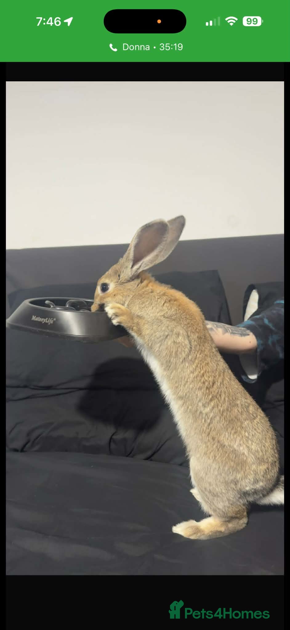 Continental Giant rabbits Female house rabbit  - Advert 1