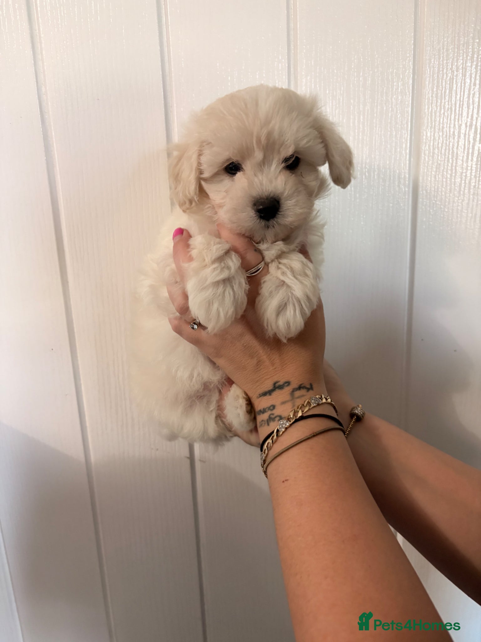 Maltipoo dogs F1 Korean Maltipoo puppies  - Advert 2