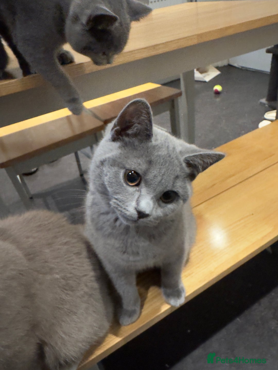 British Shorthair cats for sale: Gorgeous British Shorthair Kittens Chunky, Loving  - Image 8