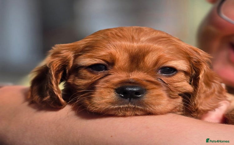 Cavalier King Charles Spaniel dogs - Advert 7
