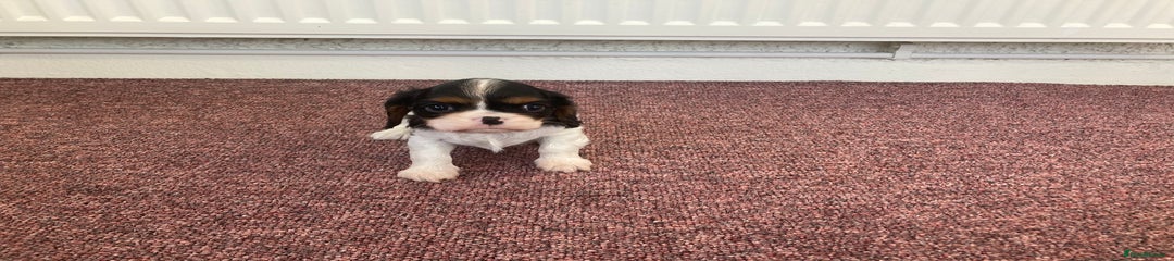 Cavalier King Charles Spaniel Puppy 5
