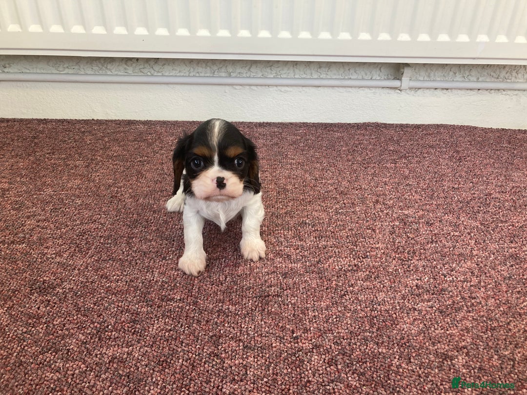 Cavalier King Charles Spaniel dogs for sale: Super tri/blenheim KC pups - health tested parents - Advert 8