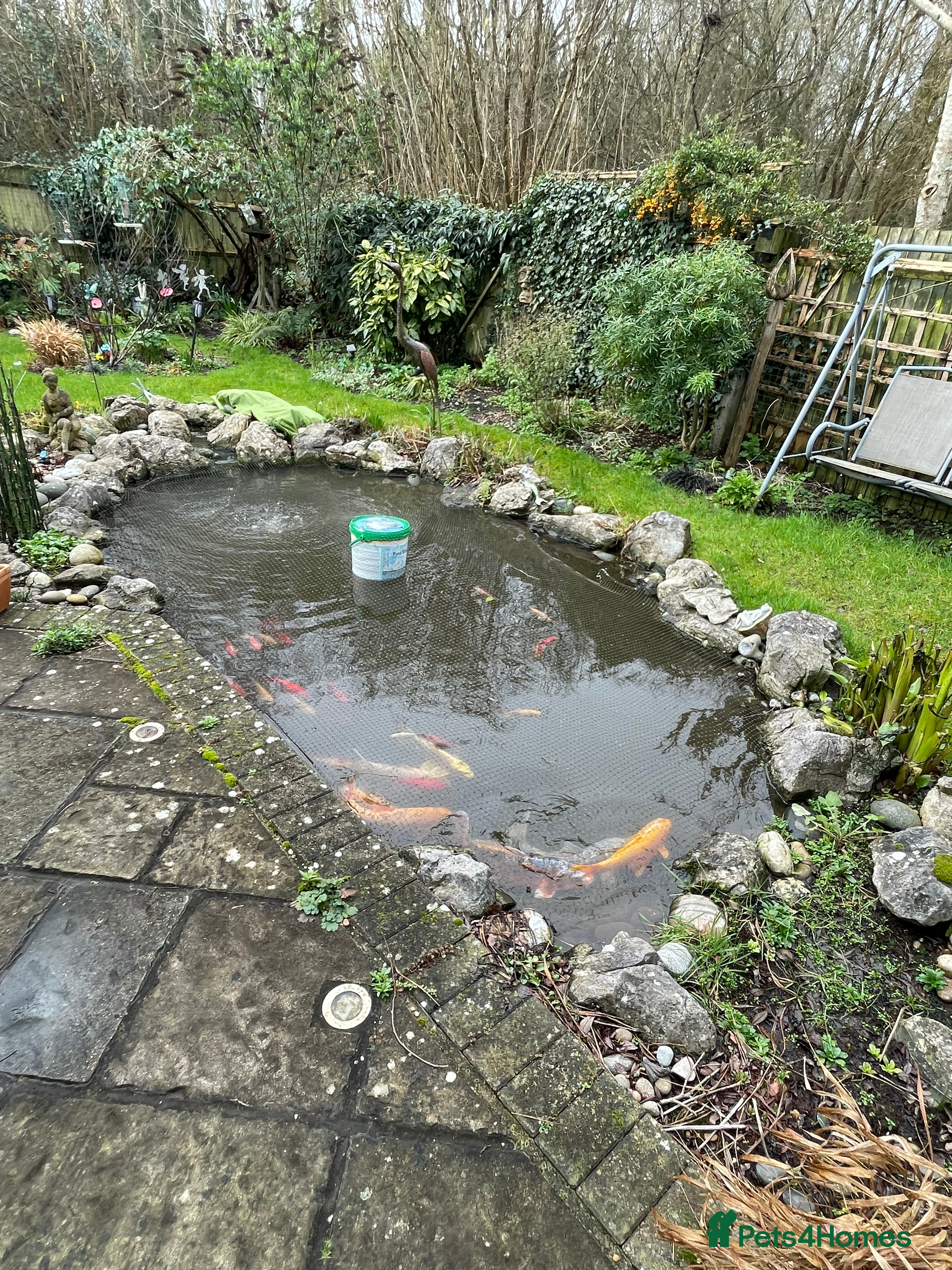 Pond Fish fish Pond fish - Advert 14