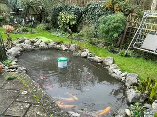 Pond Fish fish Pond fish - Advert 14