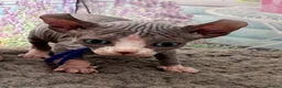 Sphynx cats for sale: Just 2 gorgeous boys left now - Advert 38