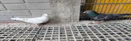 Pigeons birds for sale: Stock racing pigeon few left - Advert 3